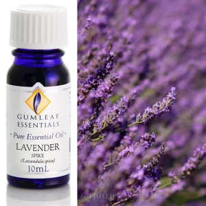 Lavender Spike Essential Oil Gumleaf