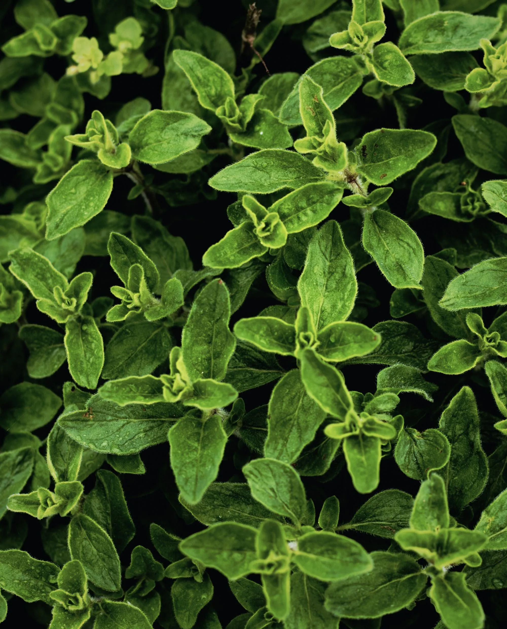 OREGANO | Essential Oil