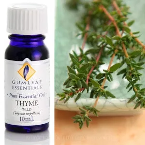 Thyme Wild Essential Oil Gumleaf